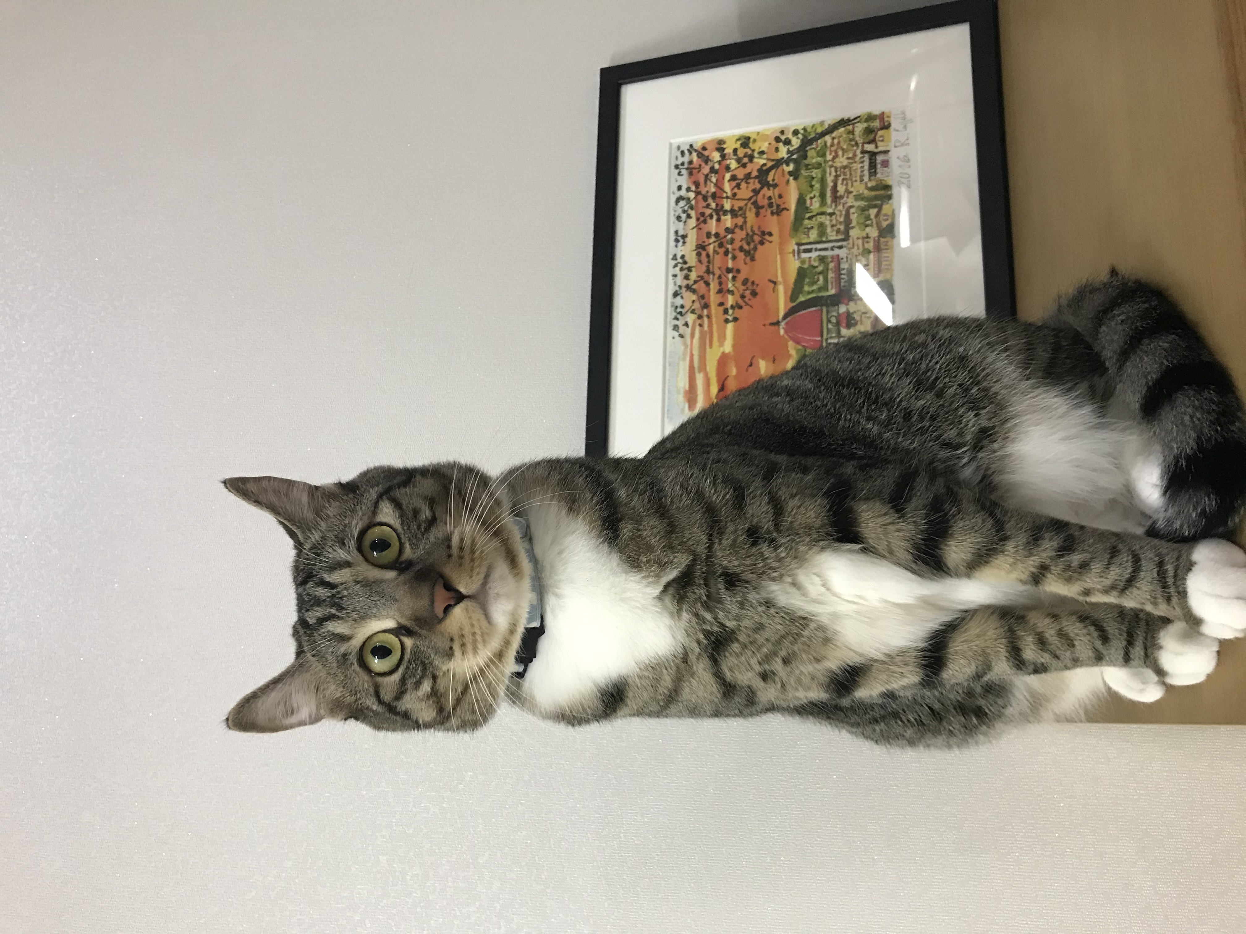 코리 엄마 사랑해요❤️ -깨비 올림