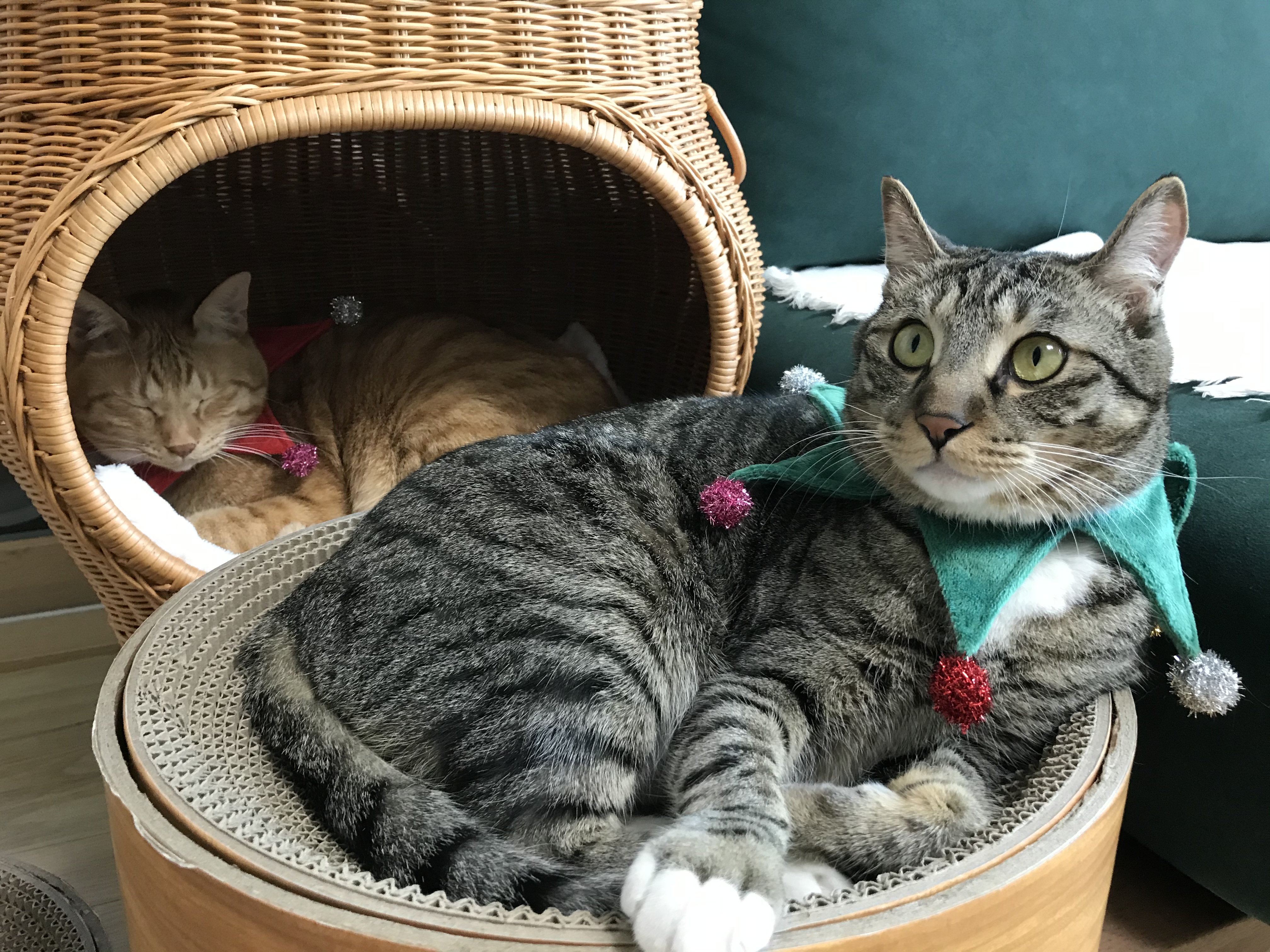 코리 엄마 사랑해요❤️ -깨비 올림