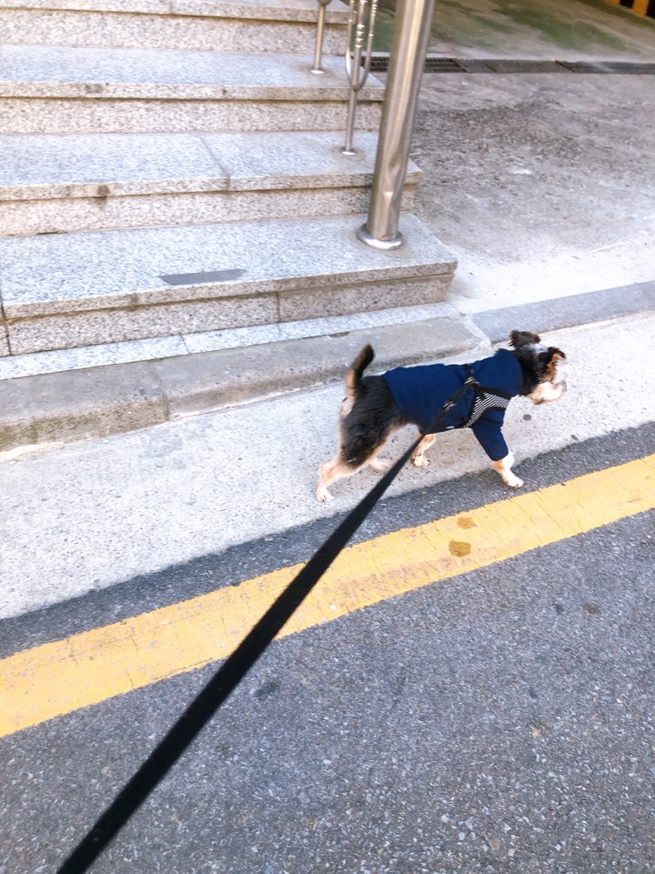 몽구 3개월차 소식입니다(구 해피) 