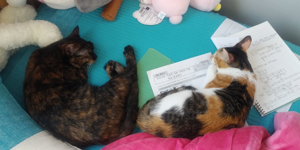 뽀얌이의 3개월