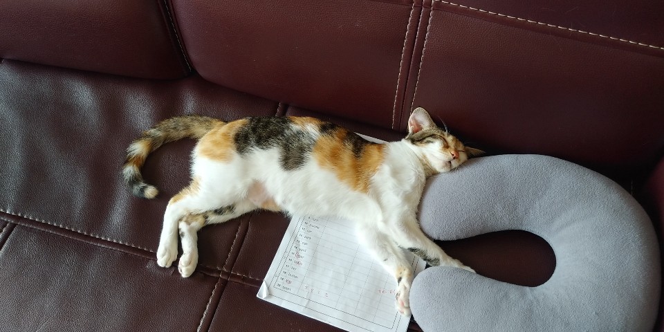 뽀얌이의 3개월