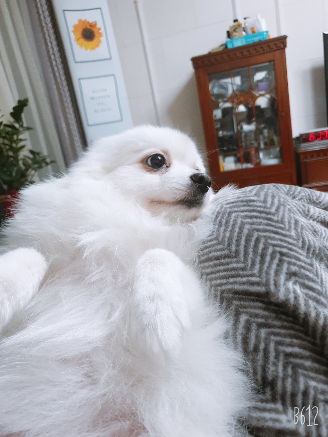 별(꽃별)이  오랜만에   소식알려드려요~