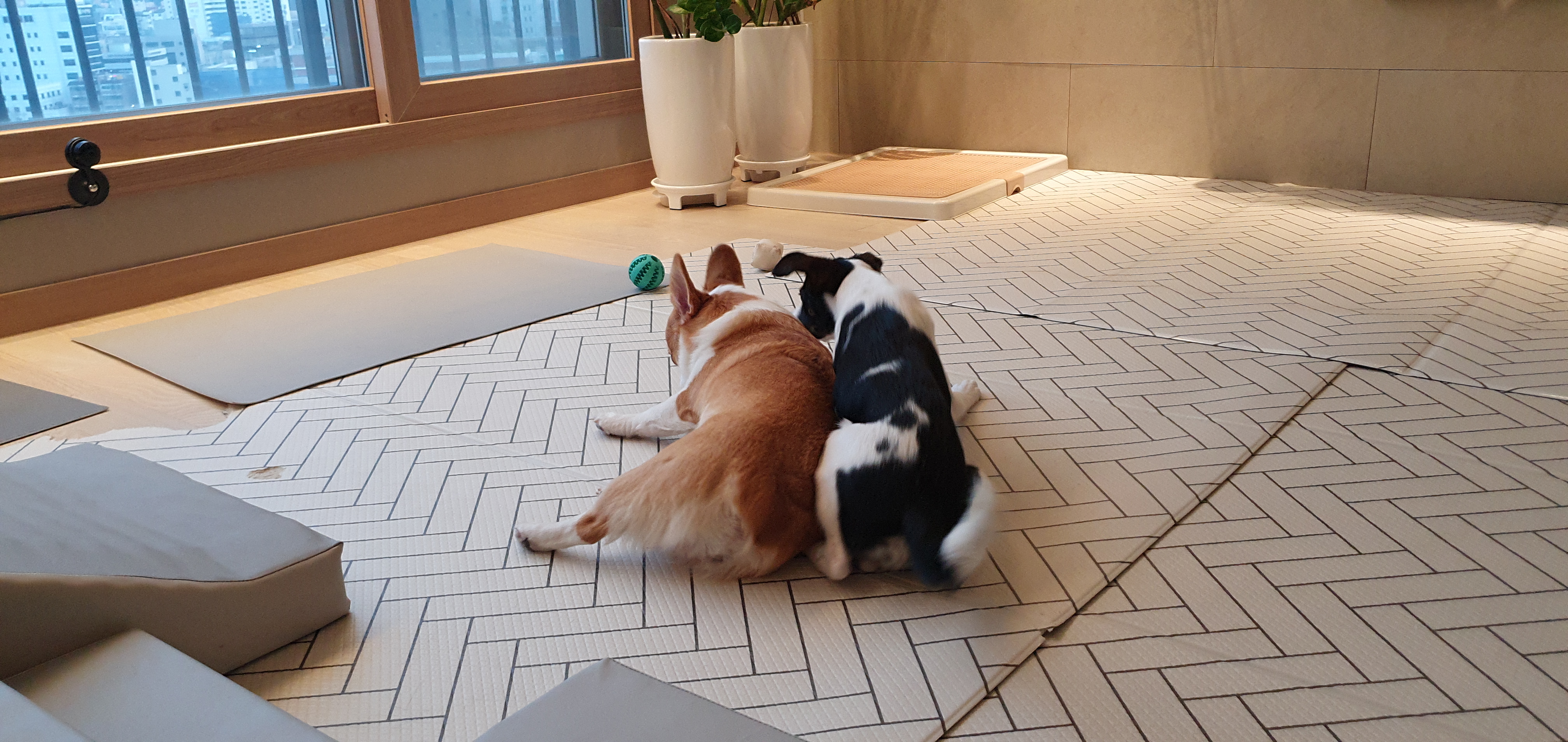 구 멍순 현 벼루 입양 3개월 후기