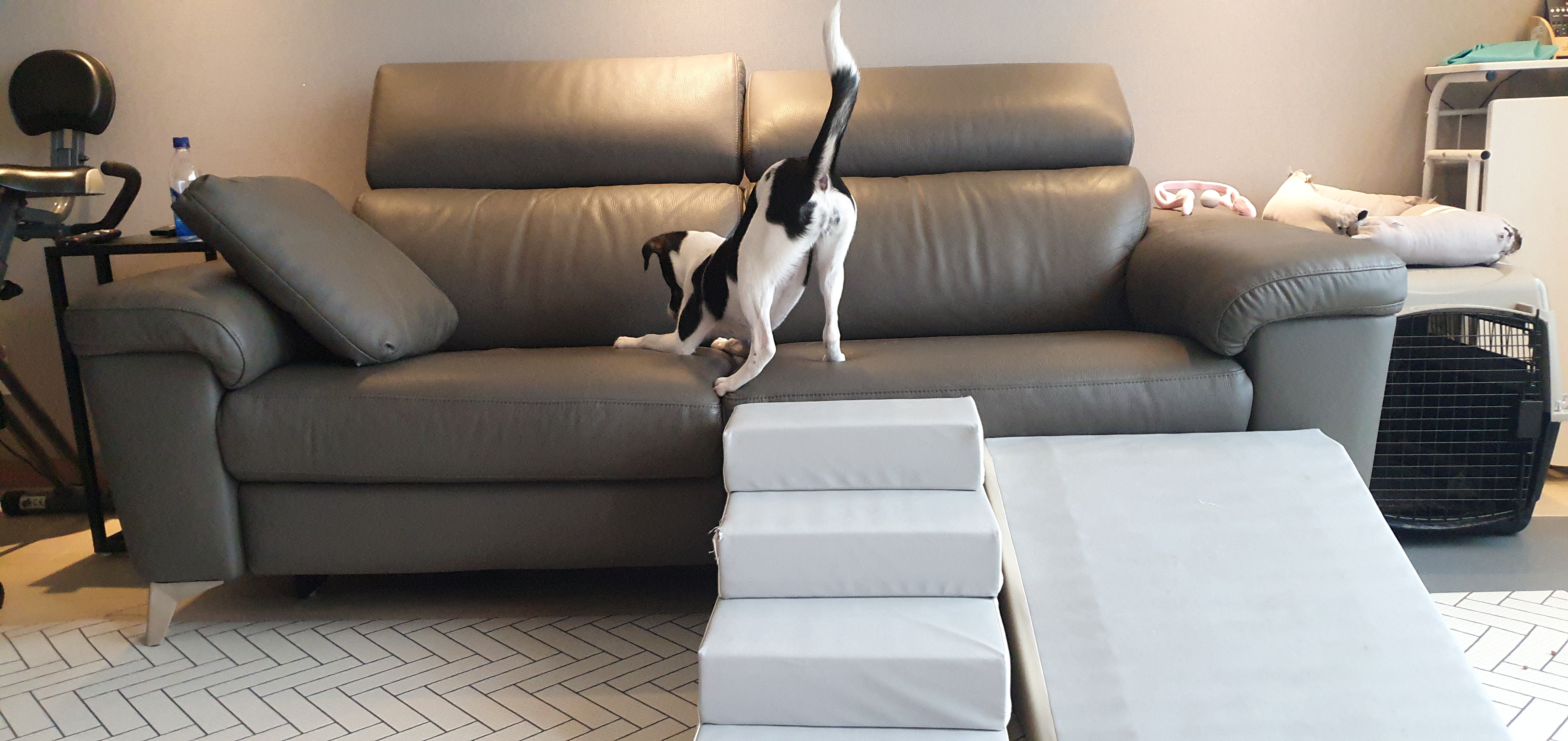 구 멍순 현 벼루 입양 3개월 후기