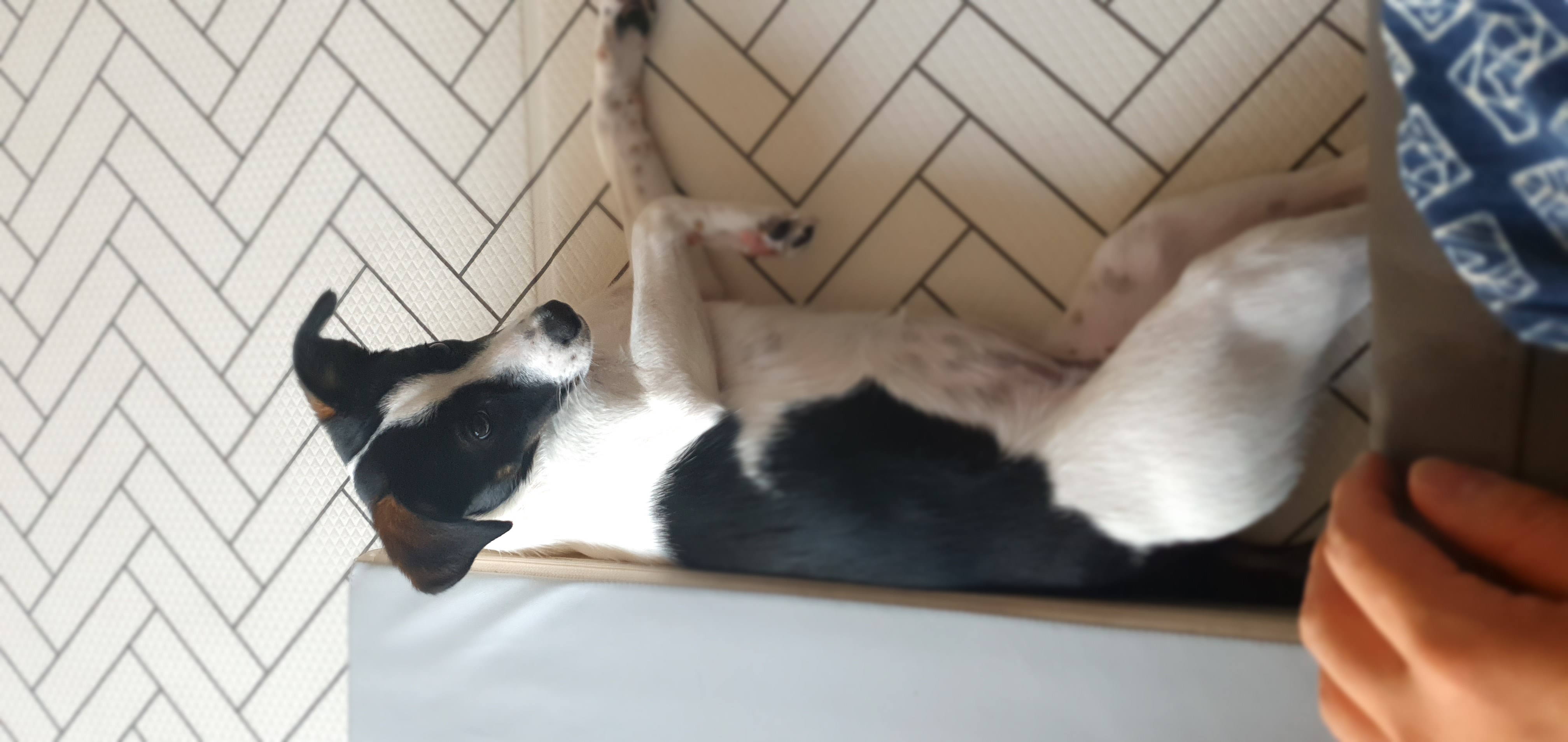 구 멍순 현 벼루 입양 3개월 후기