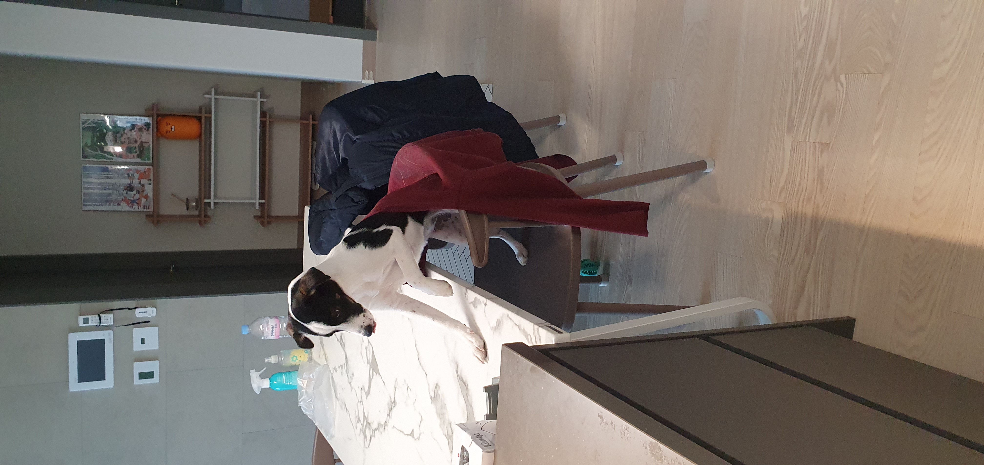 구 멍순 현 벼루 입양 3개월 후기