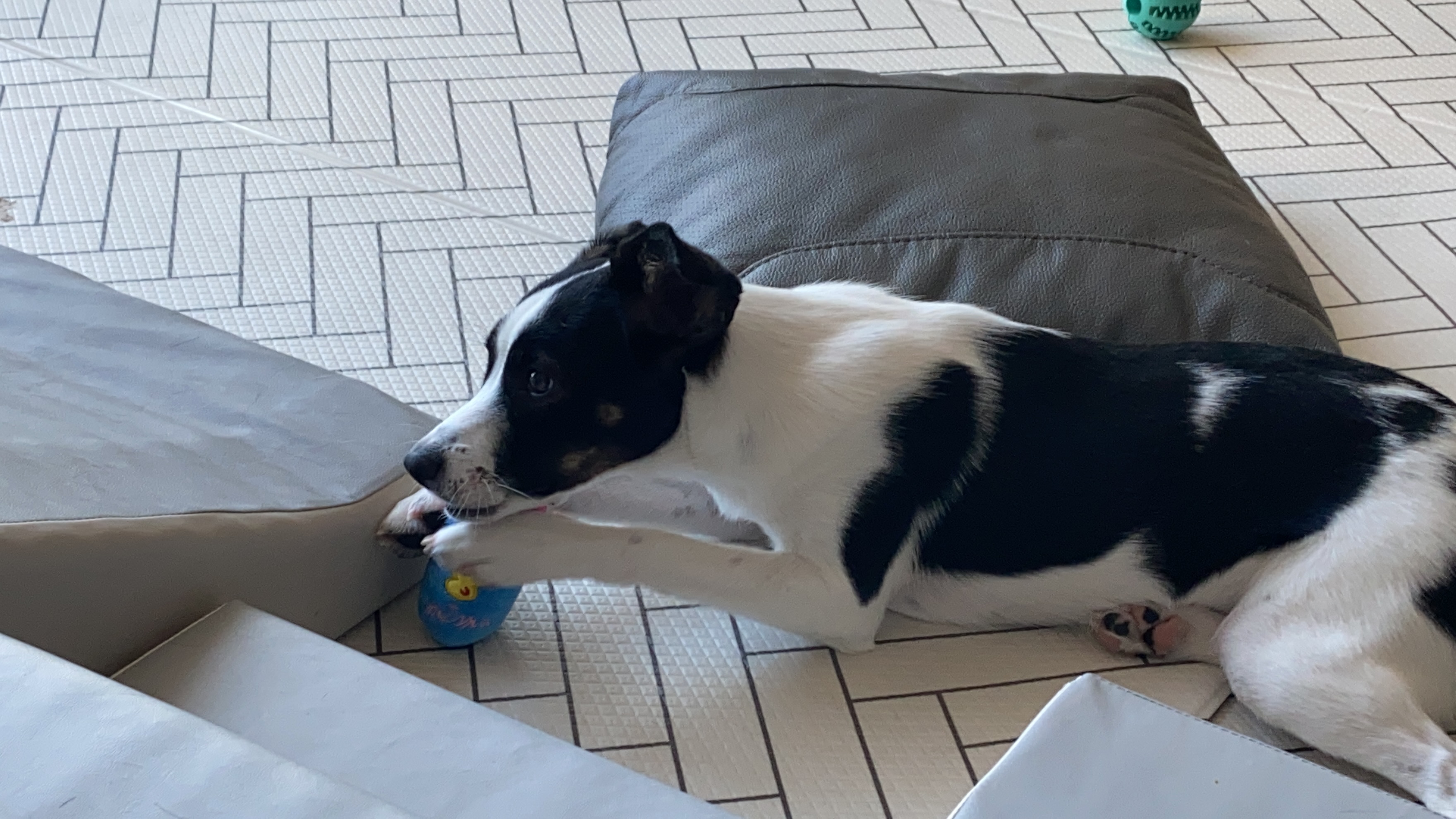 구 멍순 현 벼루 입양 3개월 후기