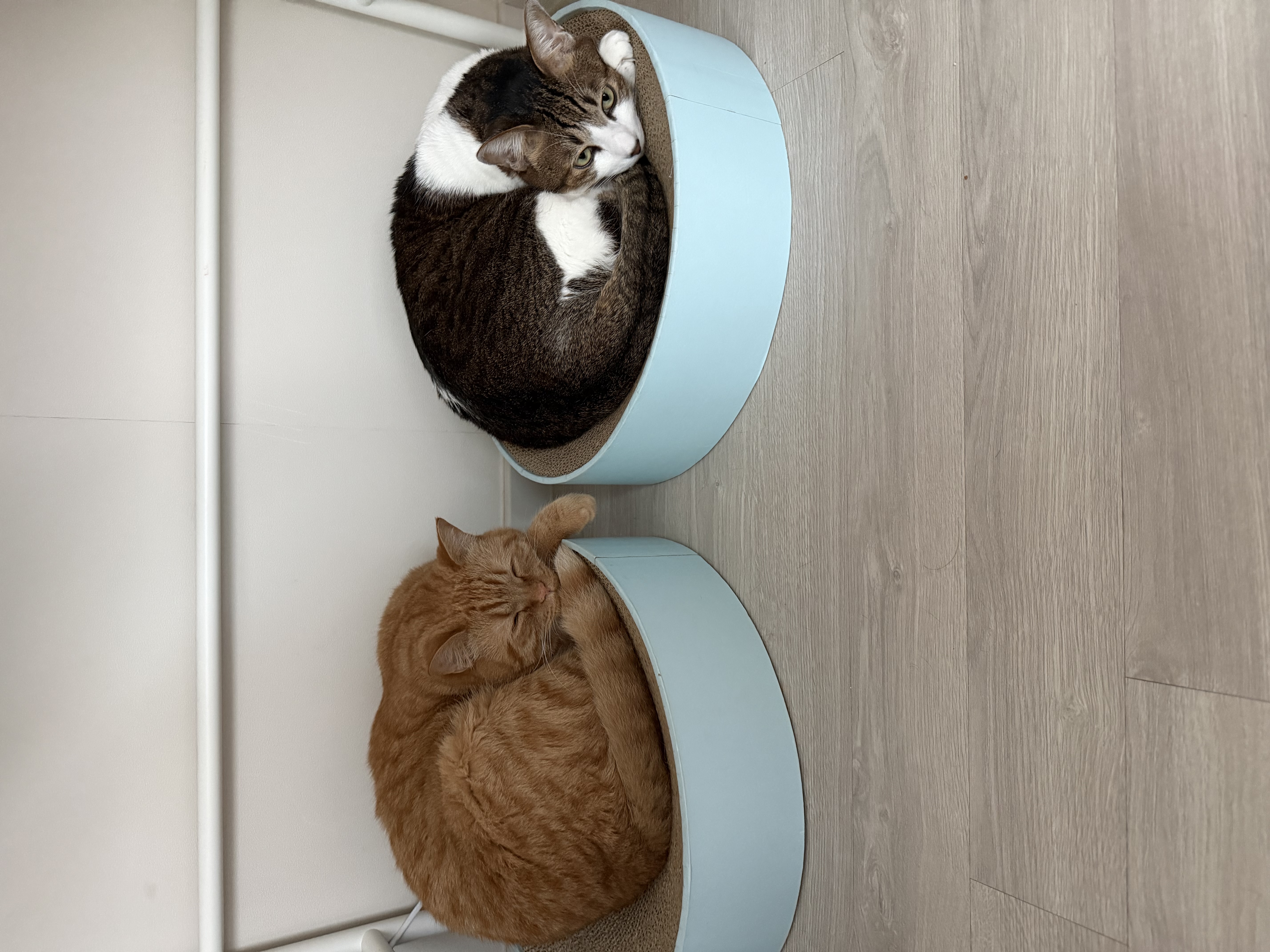 아련눈빛 에몽이 잊지 않으셨죠..?