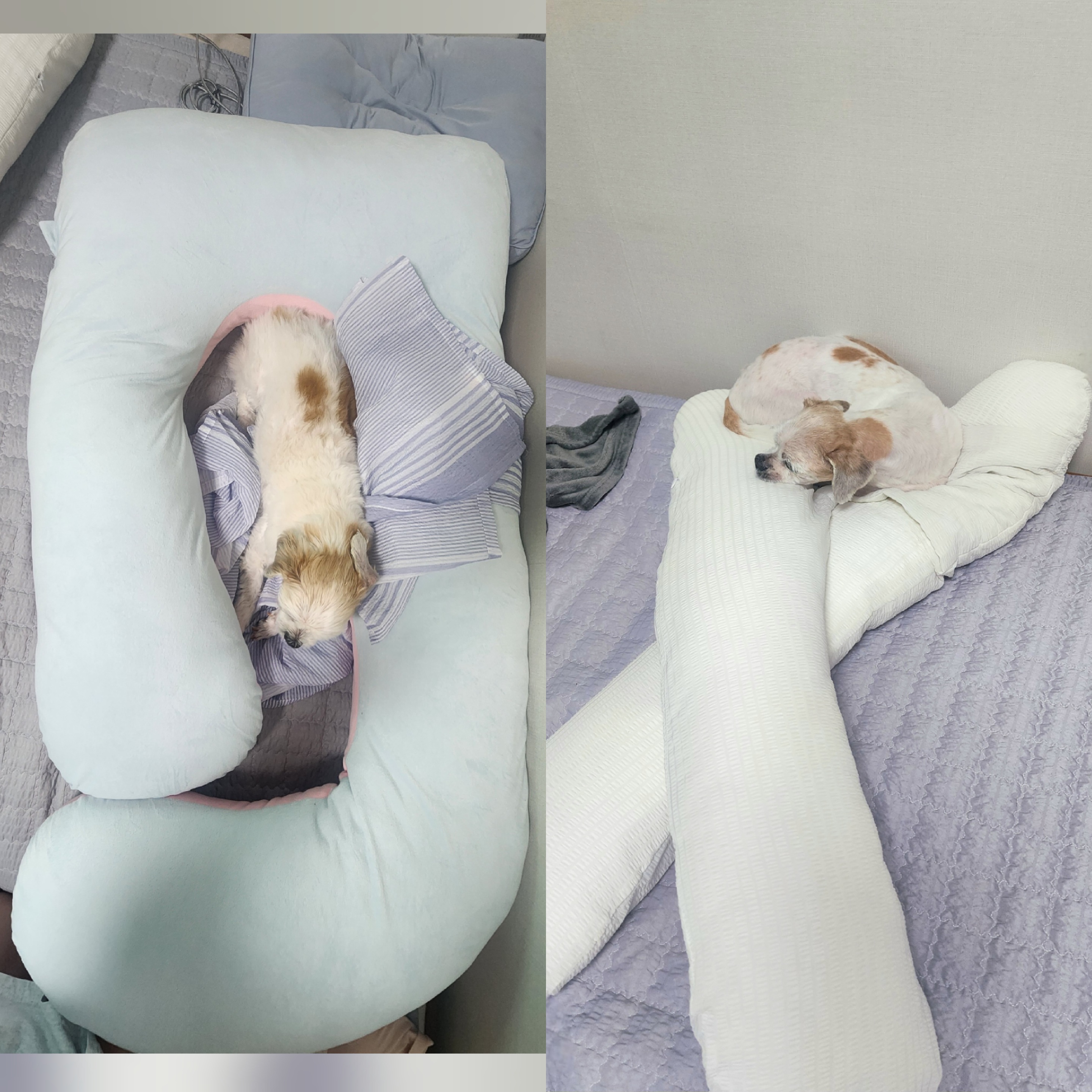 ♡ 애디 입양후기 (前.착한이) ♡