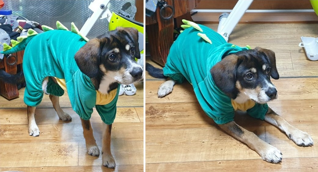 까미(멍돌이)랑 벌써 세 달