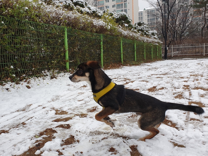 까미(멍돌이)랑 벌써 세 달