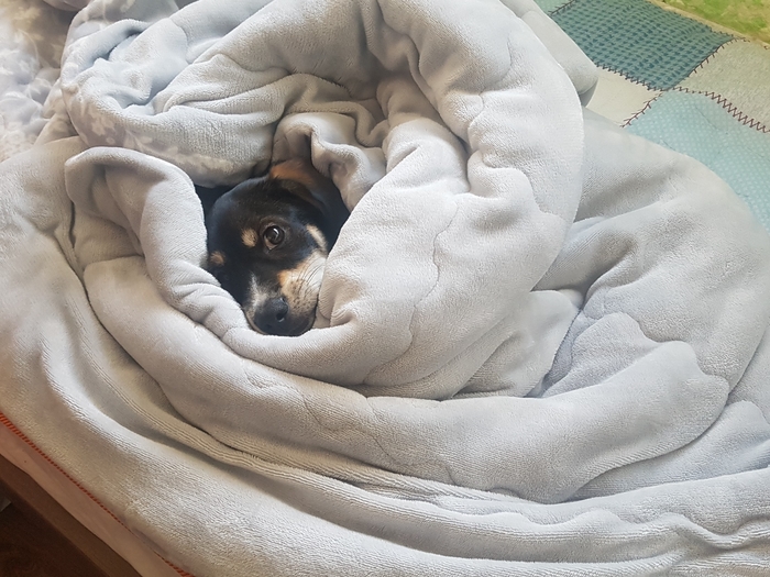 까미(멍돌이)랑 벌써 세 달