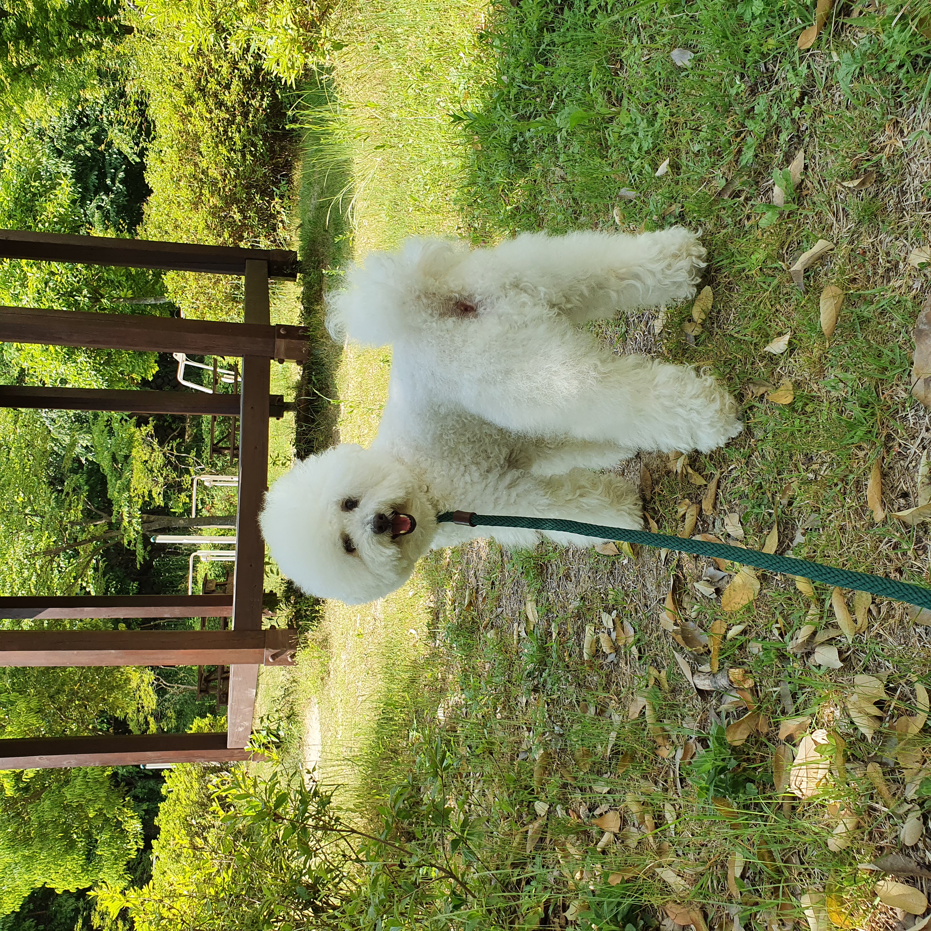 말랑이가 우리 가족이 된지 일년이 됐어요