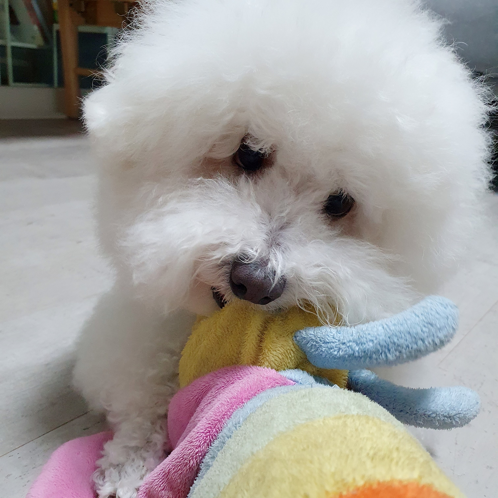 말랑이가 우리 가족이 된지 일년이 됐어요