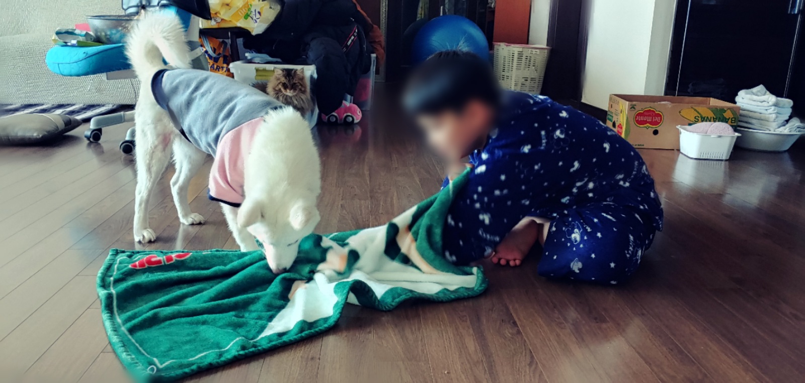 구름이가 편안하길~