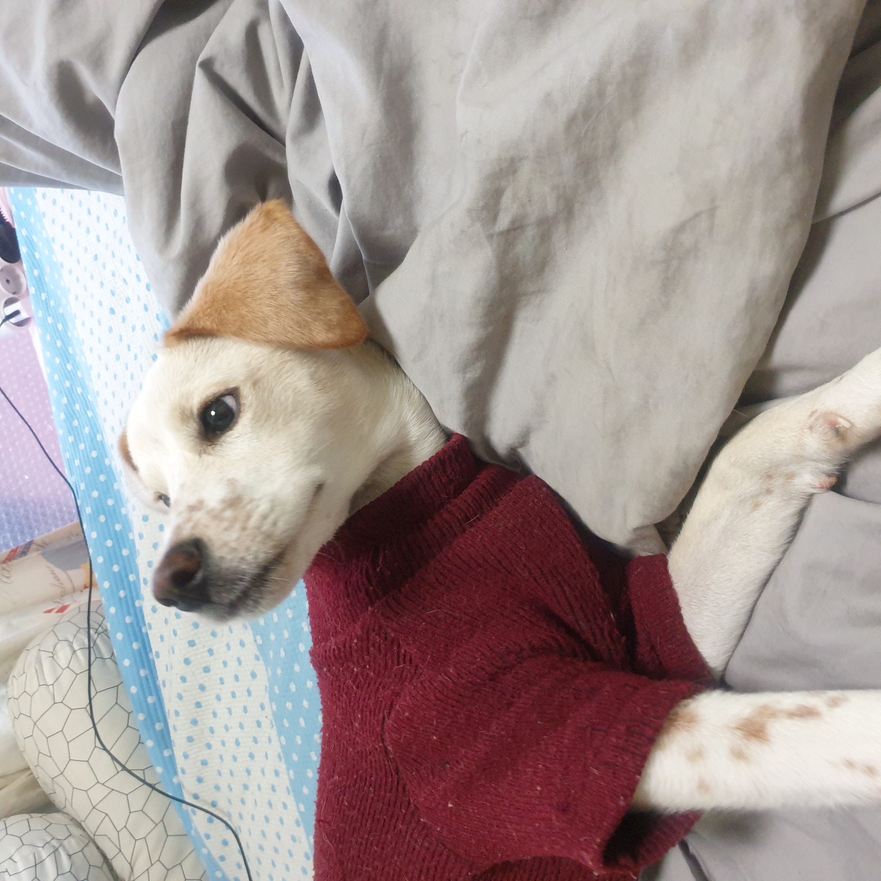 구멍구 현 아토 우리집 온지 3개월