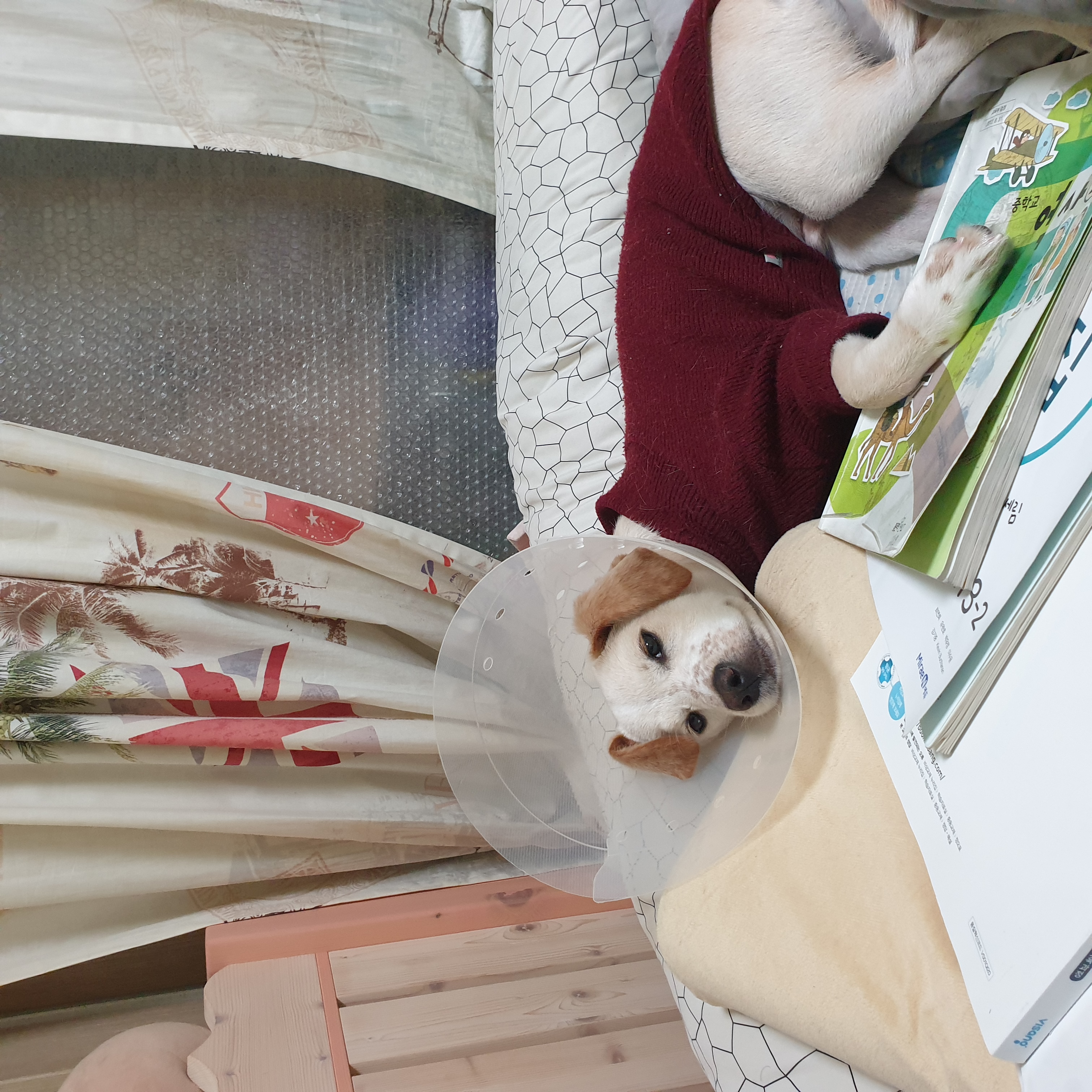 구멍구 현 아토 우리집 온지 3개월