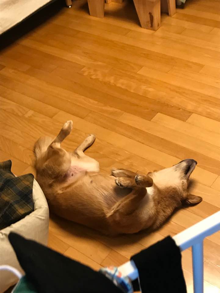 단이와의 임보 3개월차