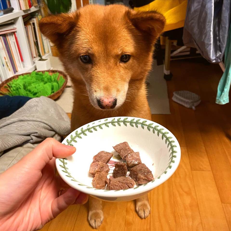 단이와의 임보 3개월차