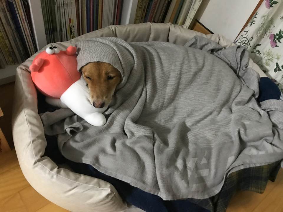 단이와의 임보 3개월차