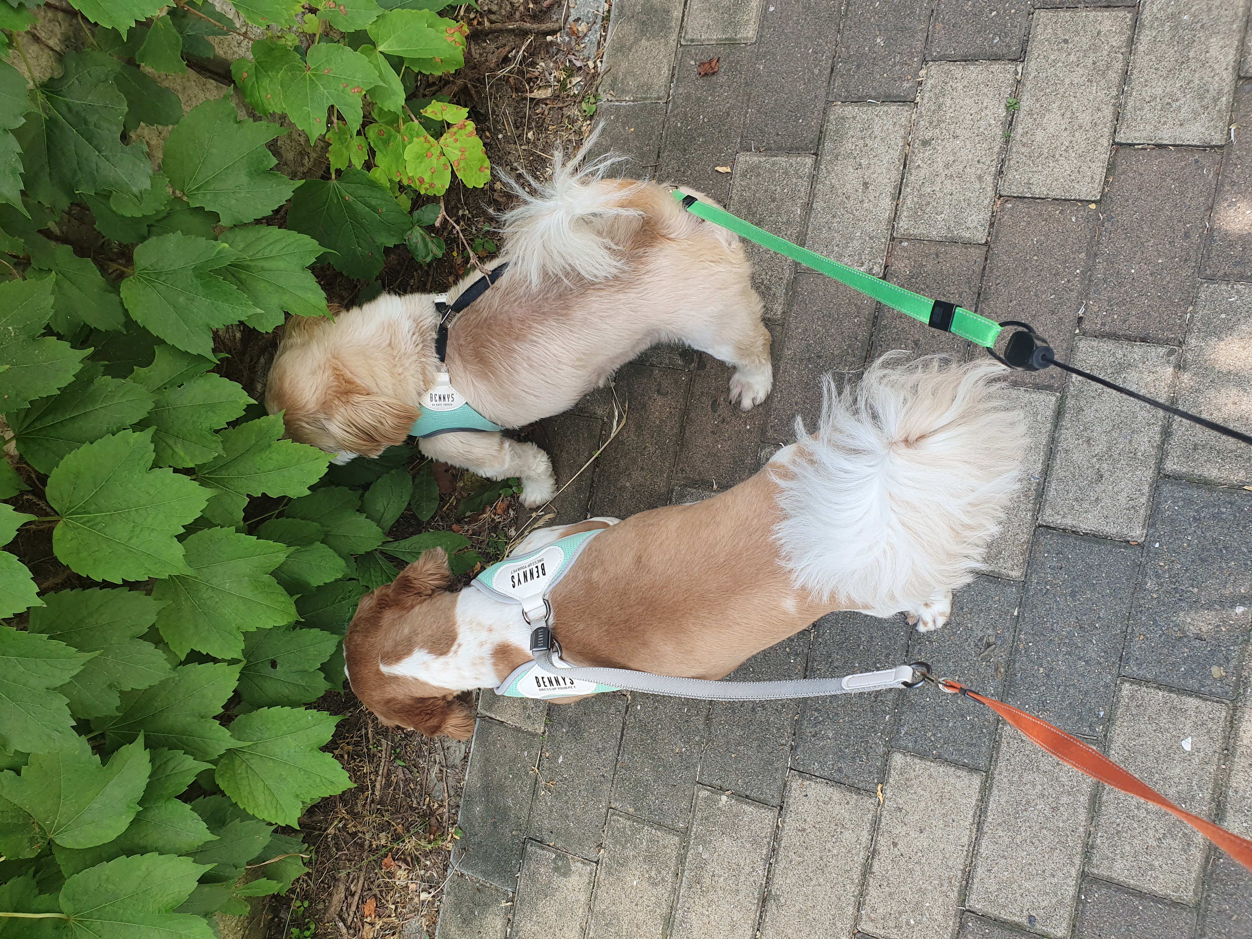 반려동물 미용실 구조견﻿﻿ 코스 이야기