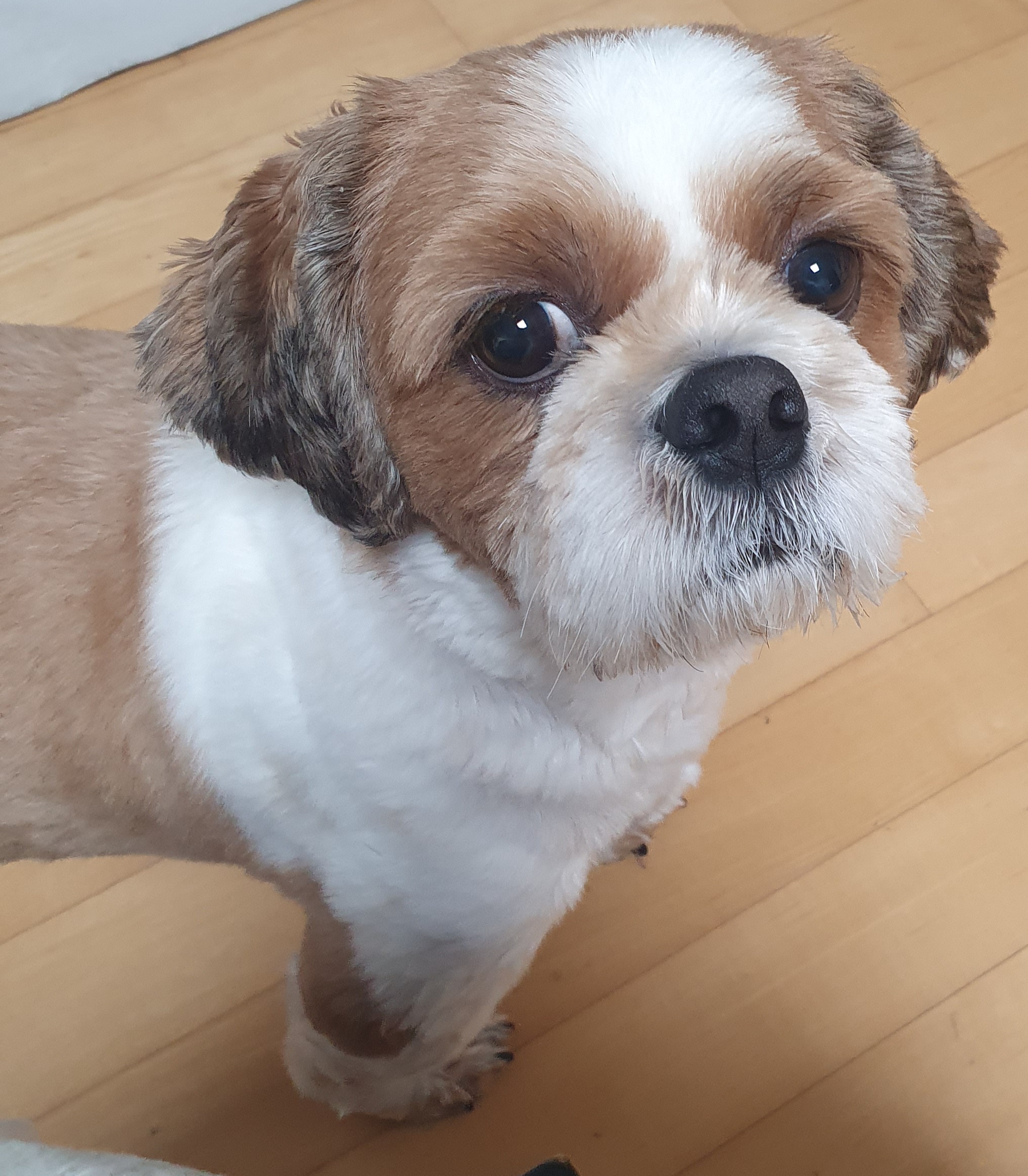 반려동물 미용실 구조견﻿﻿ 코스 이야기