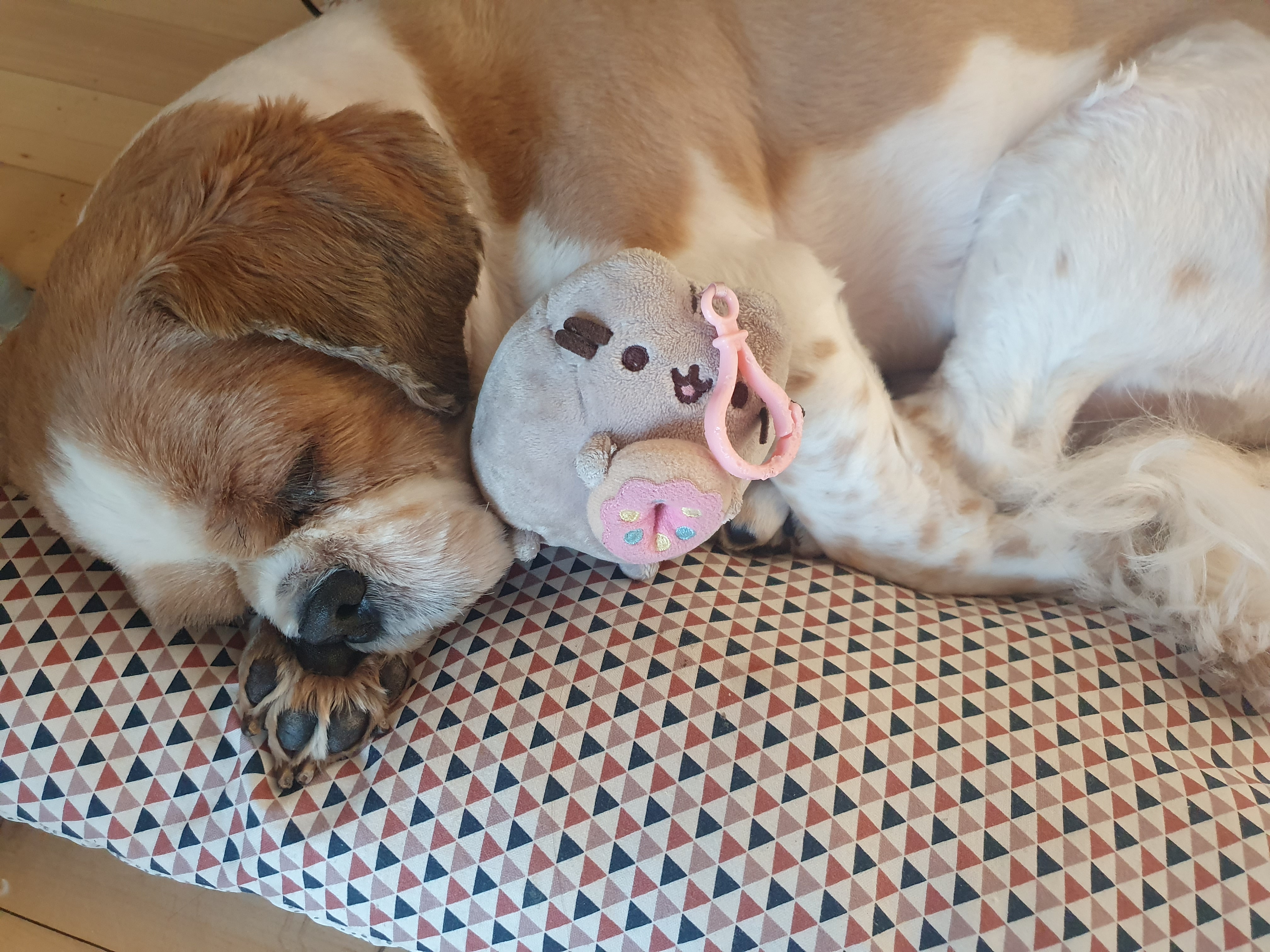 반려동물 미용실 구조견﻿﻿ 코스 이야기