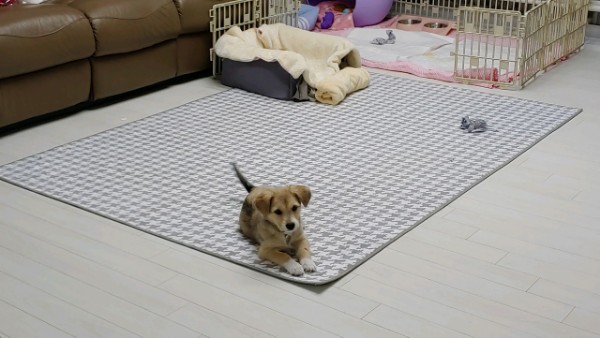 마노 일주일 차