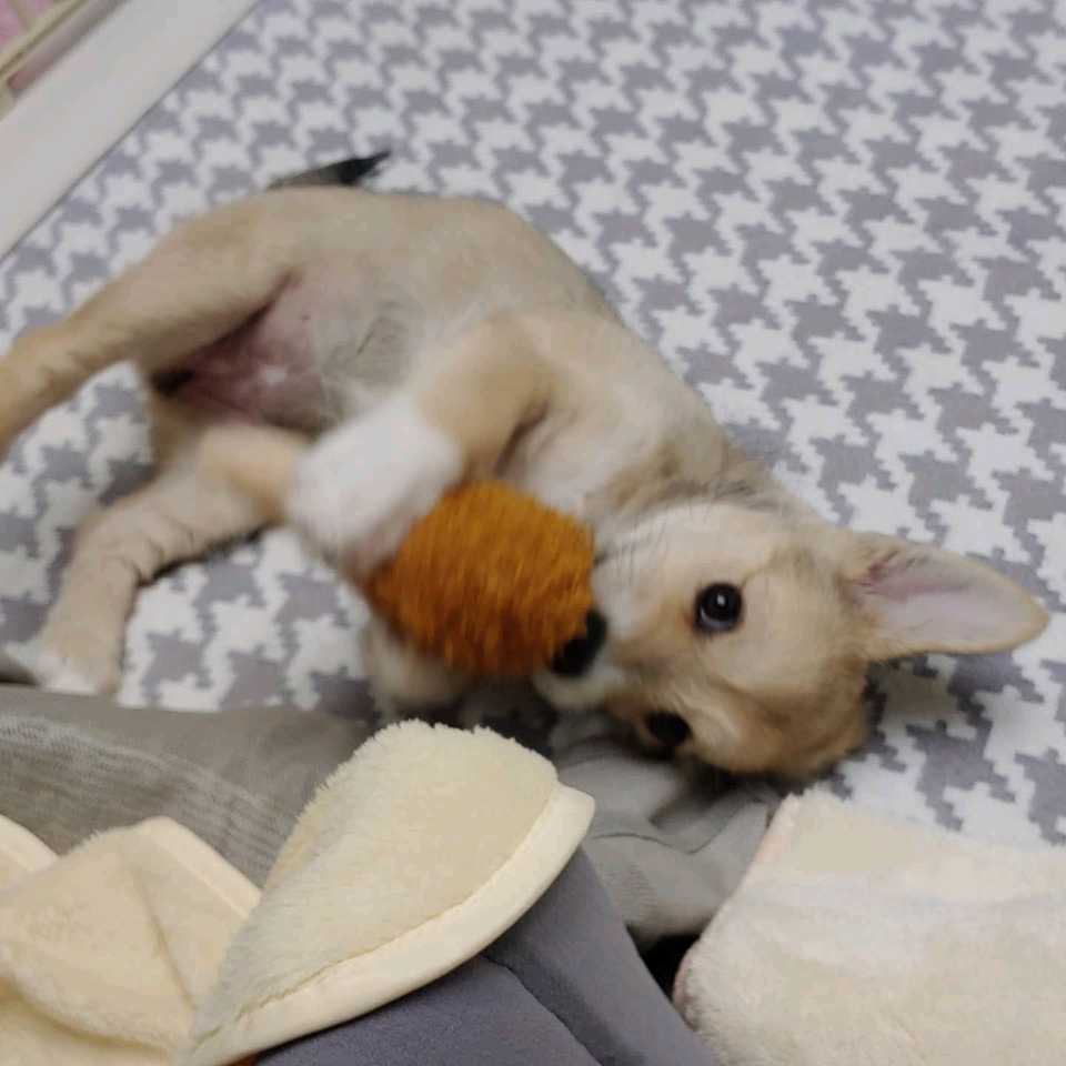 마노 일주일 차