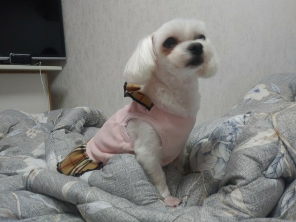 소원이(레아) 5년 차 입양 후기