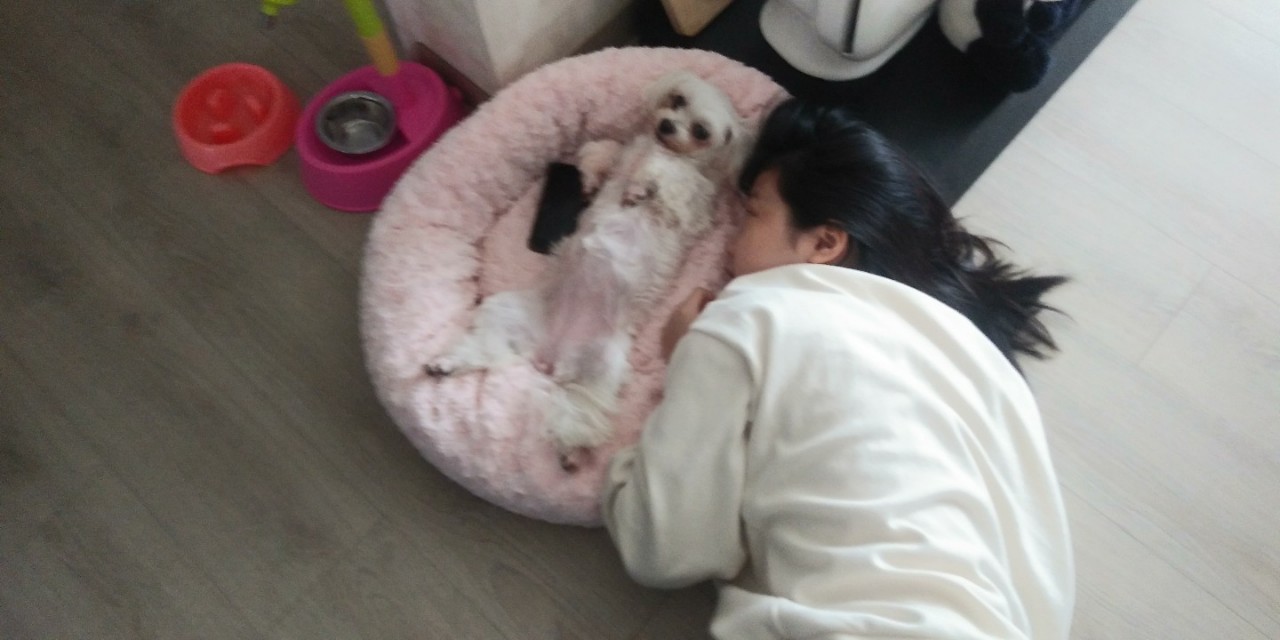 소원이(레아) 5년 차 입양 후기