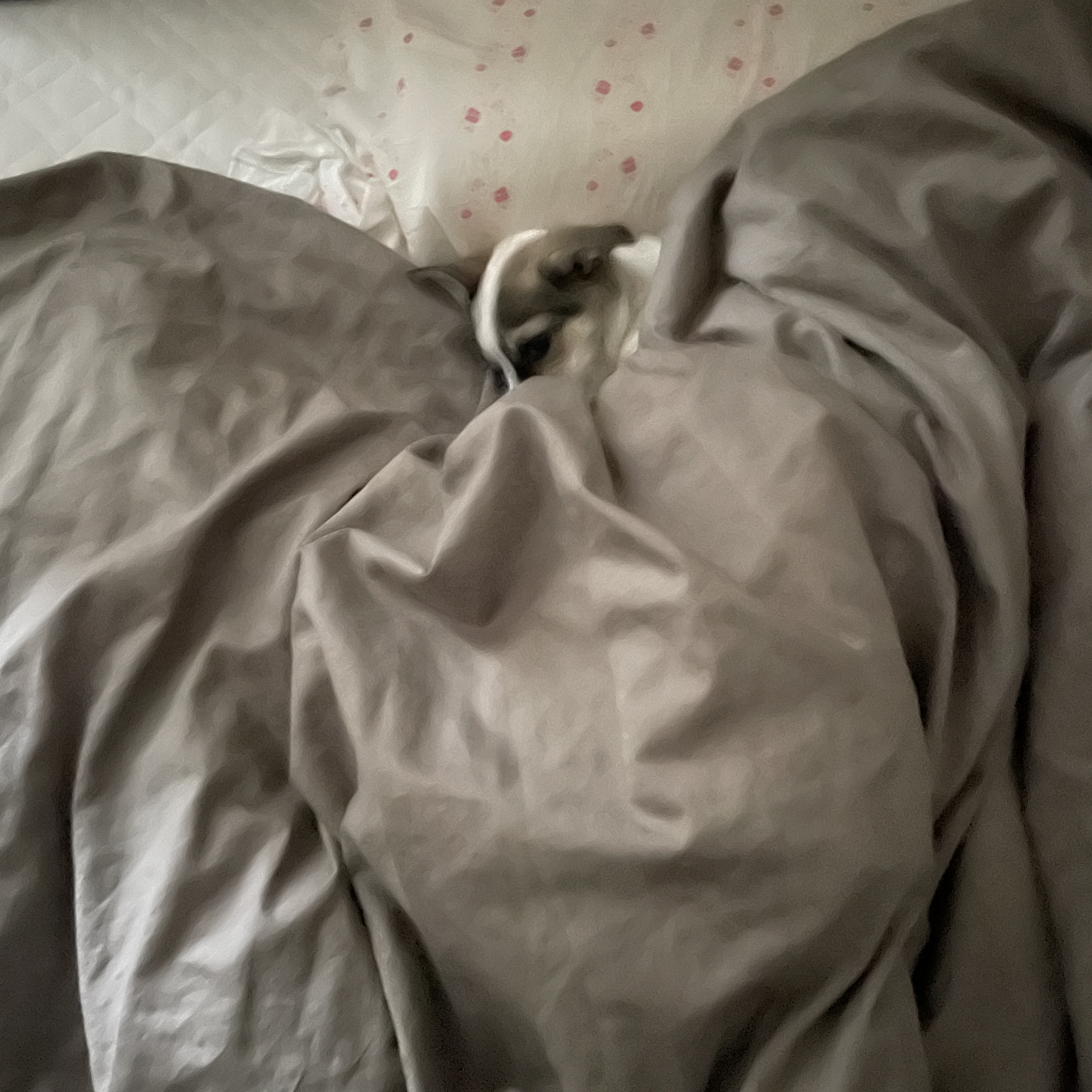 솔솔이 입양 후 이야기