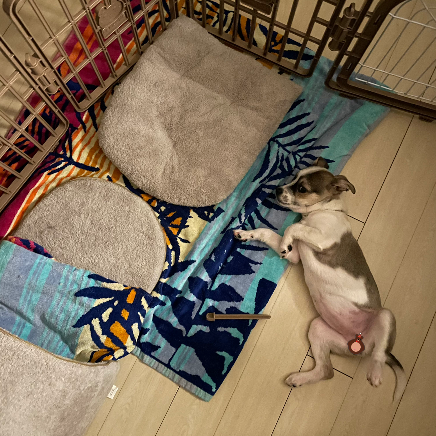 솔솔이 입양 후 이야기