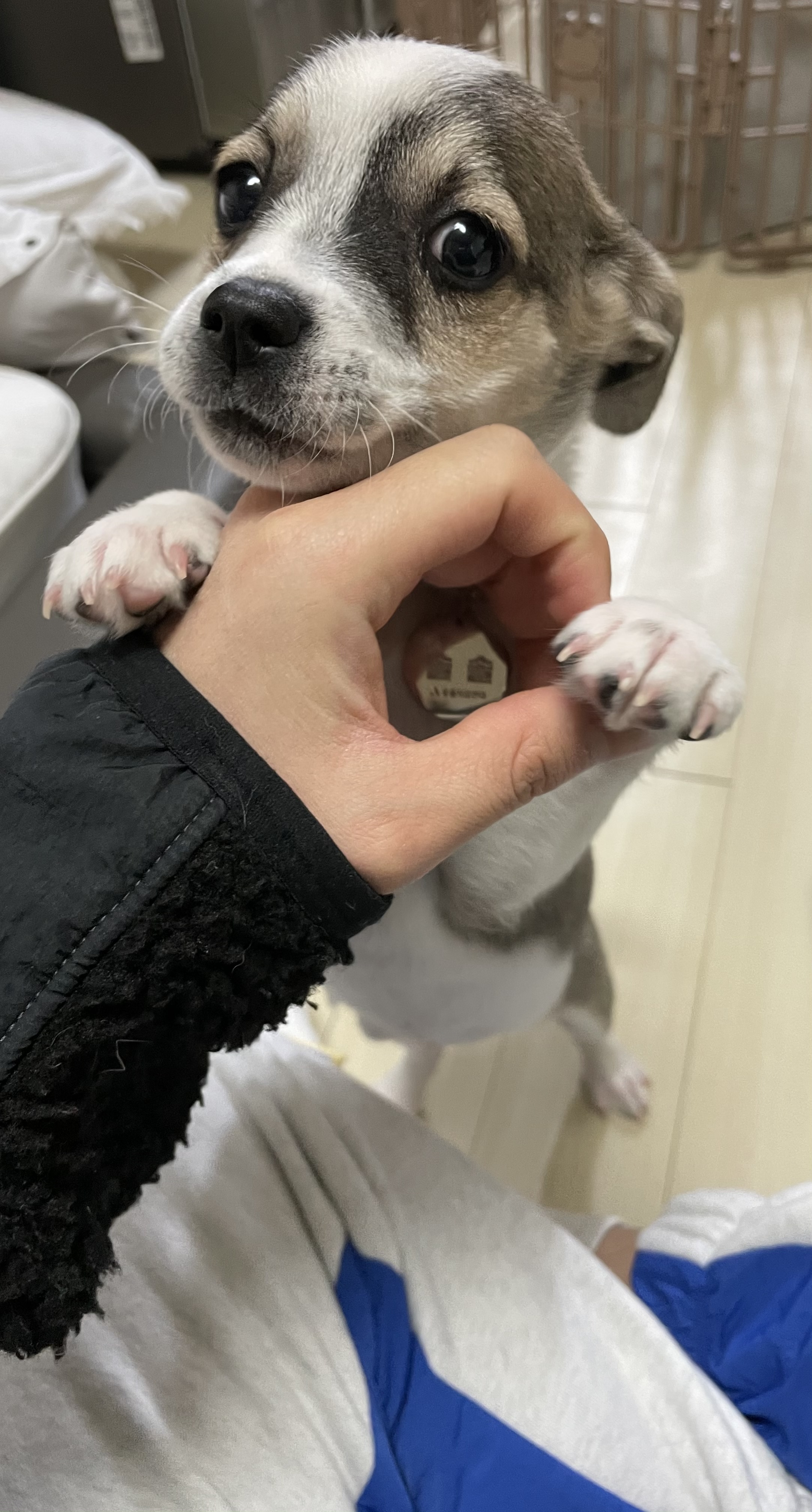 솔솔이 입양 후 이야기