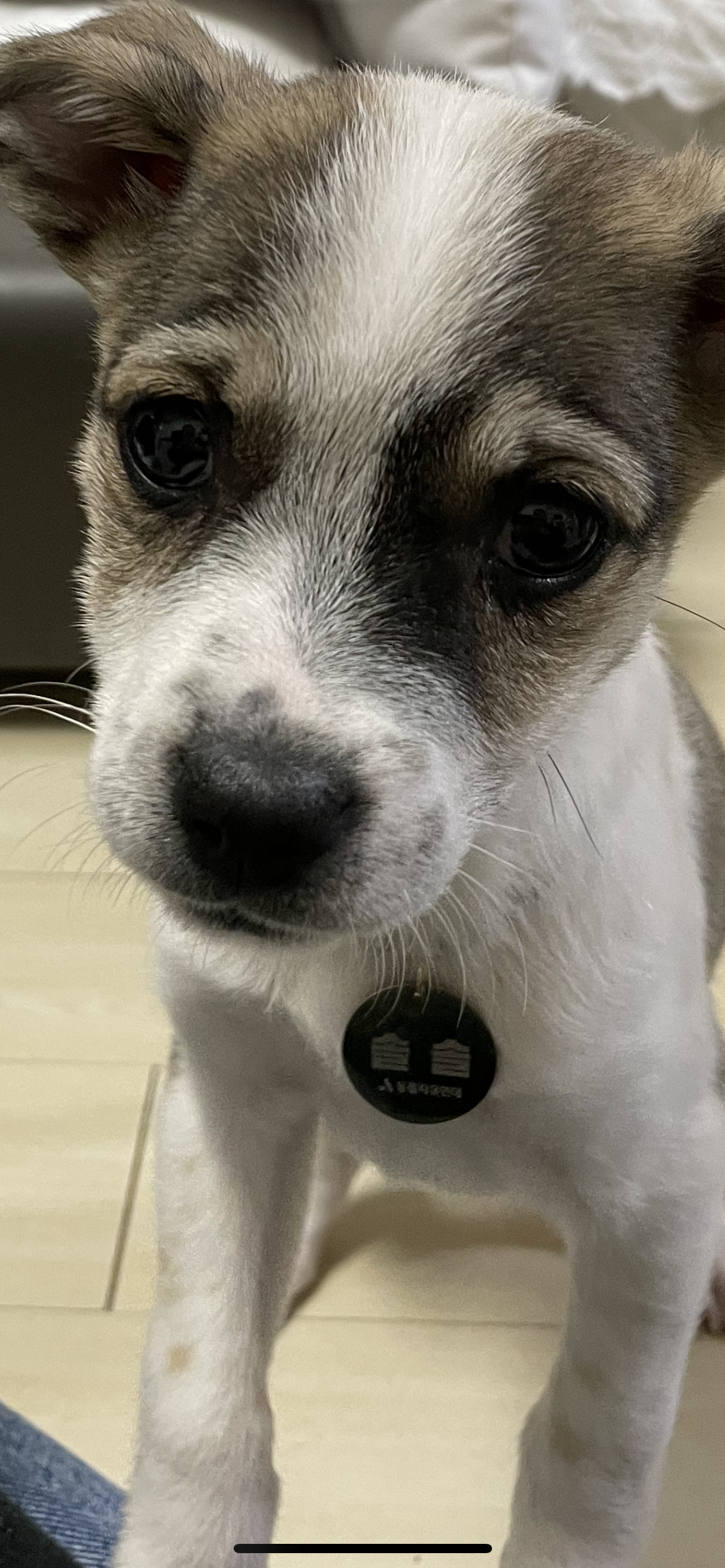 솔솔이 입양 후 이야기