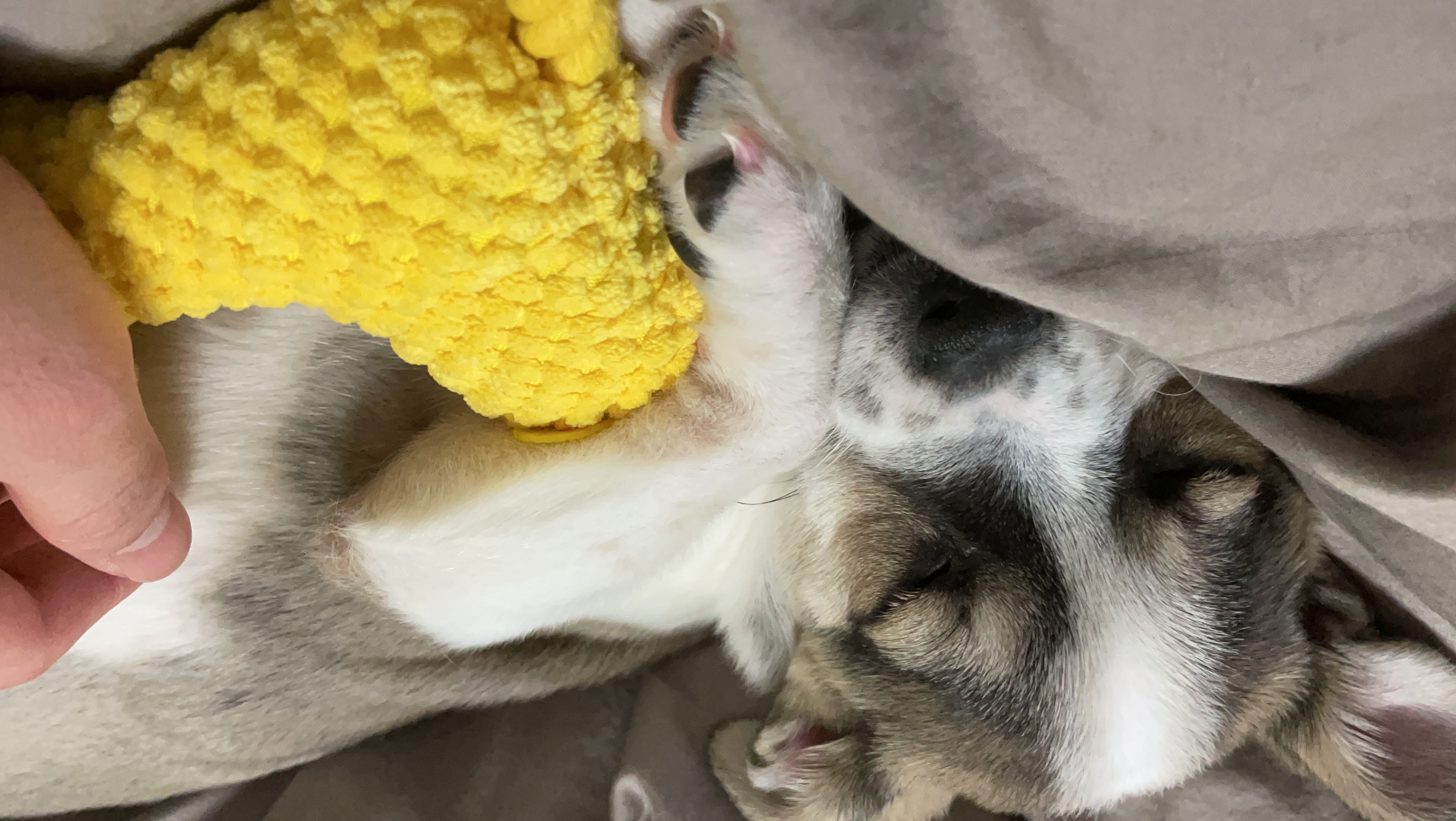 솔솔이 입양 후 이야기