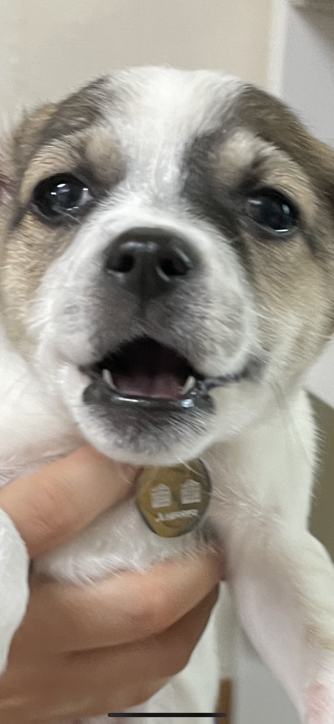 솔솔이 입양 후 이야기