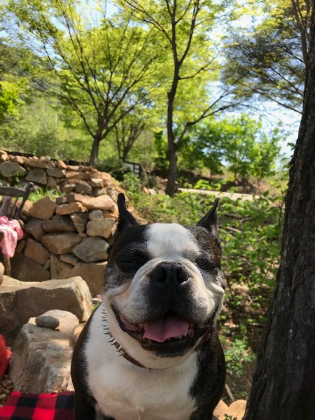 보스 5년 차 입양 후기