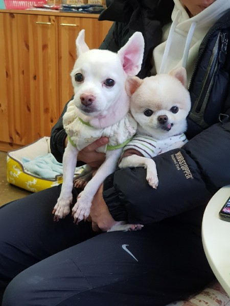 제나(꼬미) 8년 차 입양후기