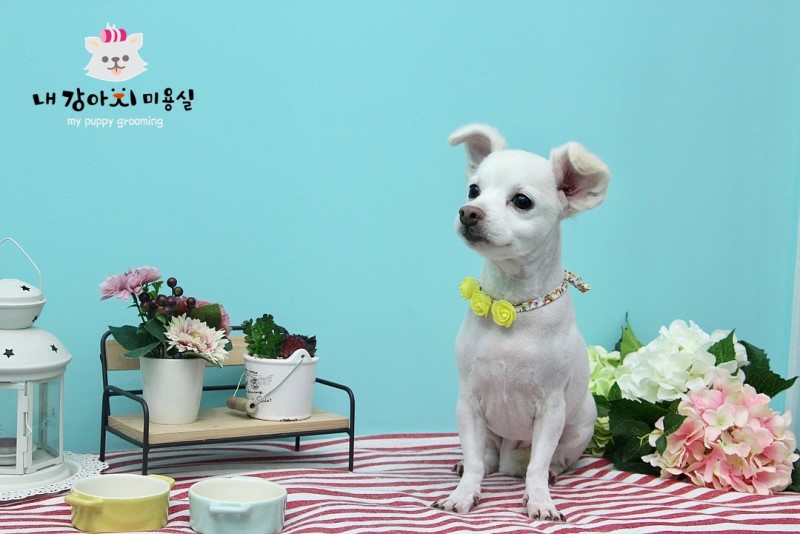 제나(꼬미) 8년 차 입양후기