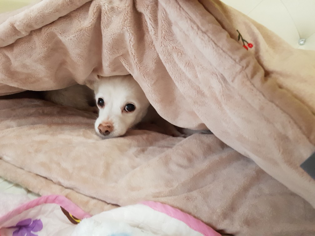 제나(꼬미) 8년 차 입양후기