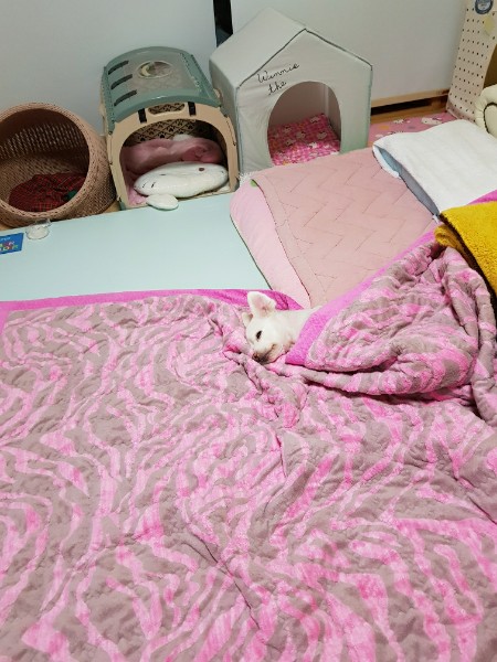 제나(꼬미) 8년 차 입양후기