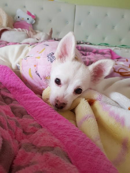 제나(꼬미) 8년 차 입양후기