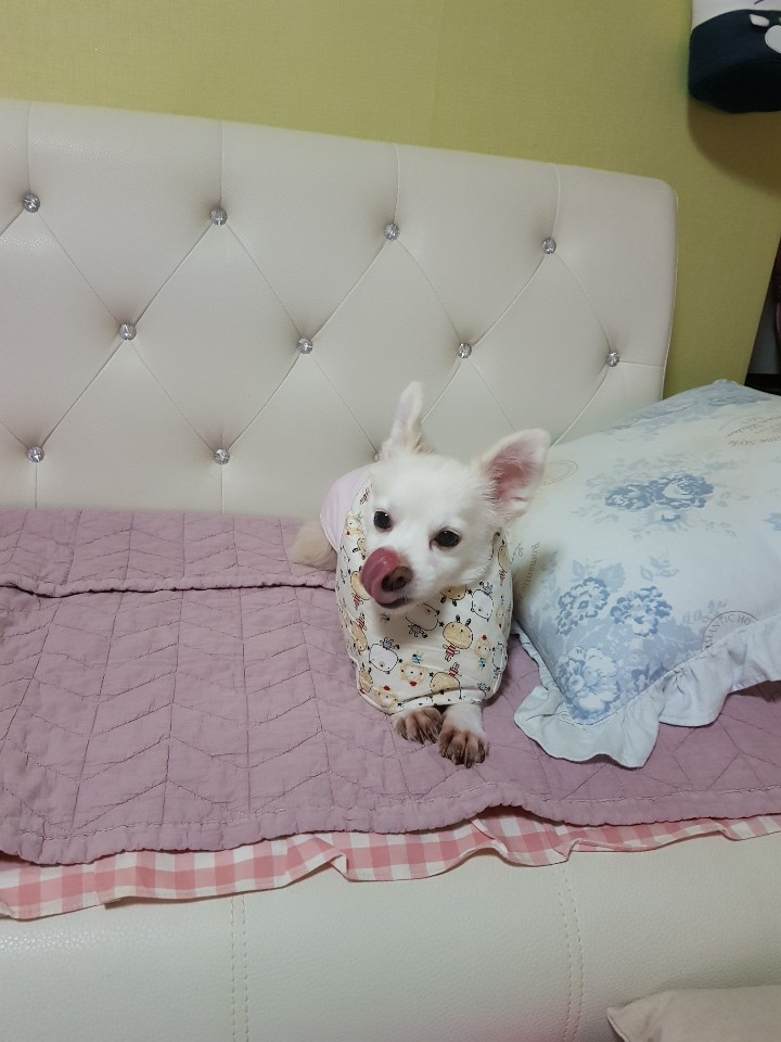 제나(꼬미) 8년 차 입양후기