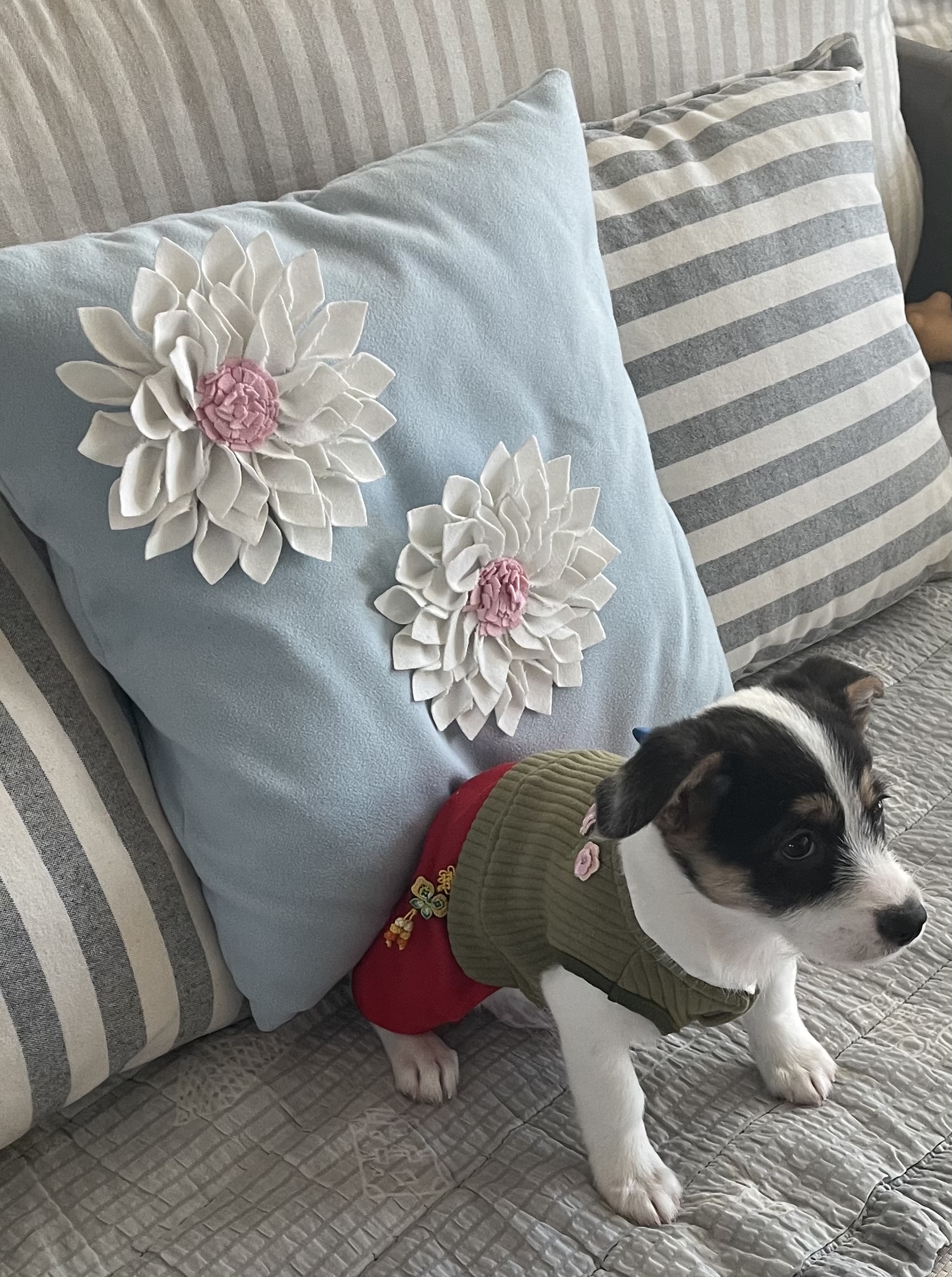 마네 일주일차 입양후기