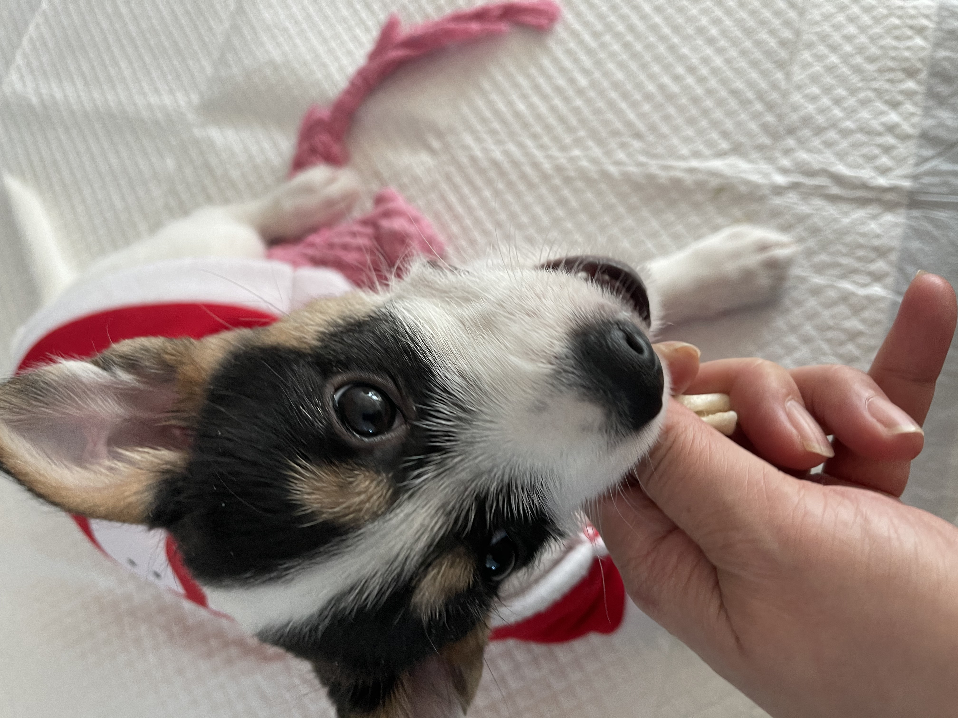 마네 일주일차 입양후기