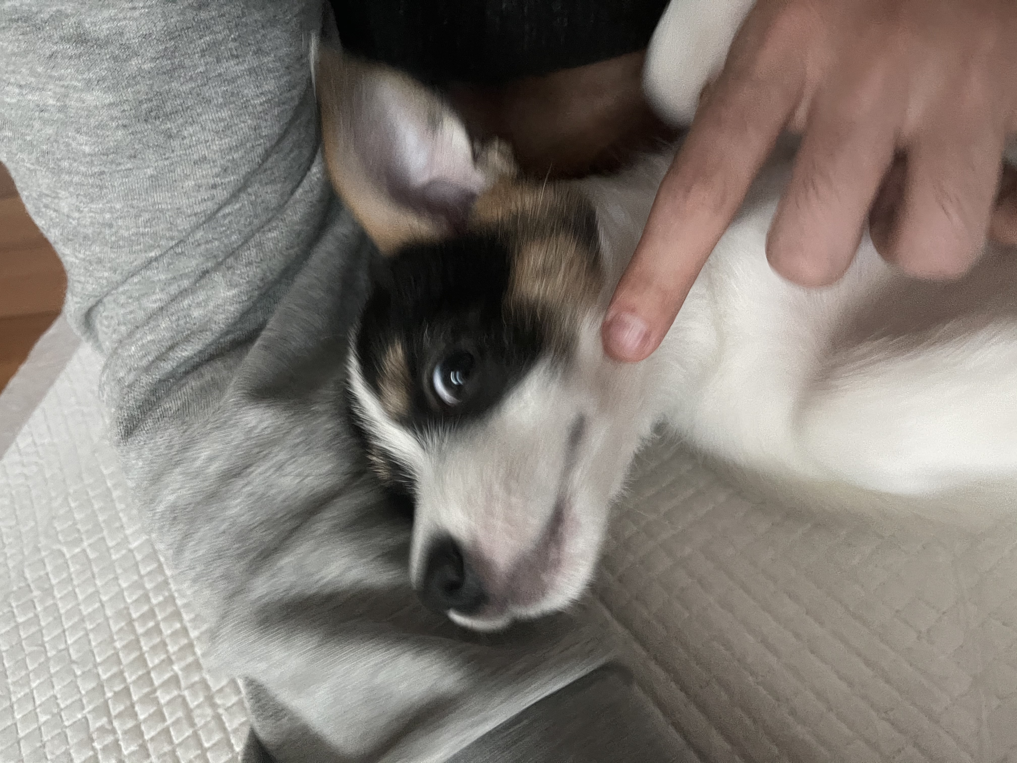 마네 일주일차 입양후기