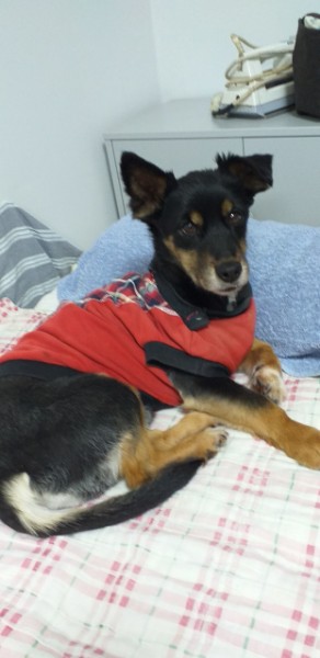 돌보 10년 차 입양 후기