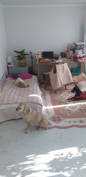 돌보 10년 차 입양 후기