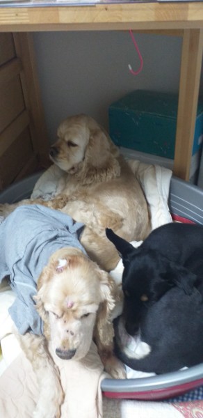 돌보 10년 차 입양 후기